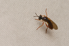 Dioctria henshawi