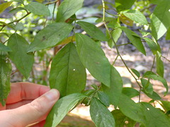 Vaccinium corymbosum