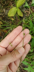 Carex rosea