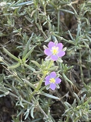 Spergularia macrotheca