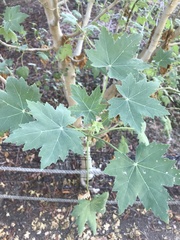 Malva assurgentiflora