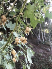 Malva assurgentiflora