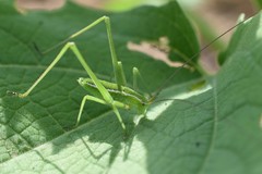 Rhabdocerca tridactyla