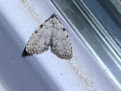 Dyspyralis puncticosta