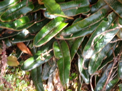 Elaphoglossum