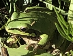 Hyla eximia