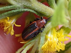 Microrhopala vittata