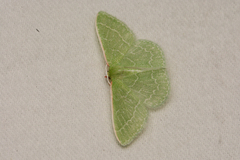 Synchlora