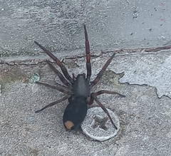 Lampona cylindrata