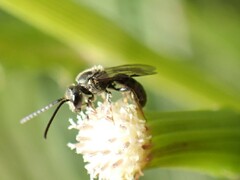 Lasioglossum