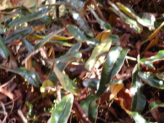 Elaphoglossum