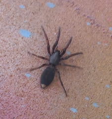 Lampona cylindrata