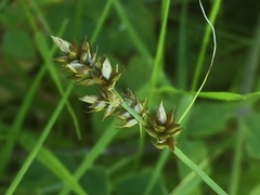 Carex vulpina