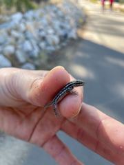 Sceloporus graciosus