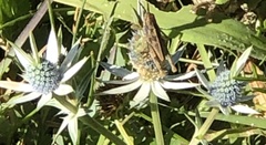 Eryngium heterophyllum