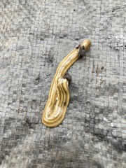 Australopacifica