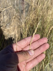 Thinopyrum obtusiflorum