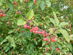 Malus prunifolia