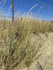Thinopyrum obtusiflorum