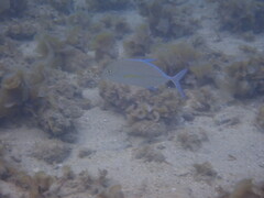 Caranx melampygus