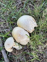 Amanita persicina