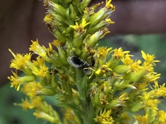 Epistrophella emarginata
