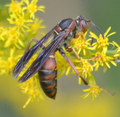Polistes fuscatus