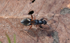 Daerlac cephalotes