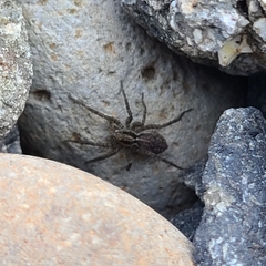 Araneae
