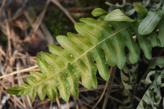 Polypodium hesperium