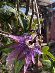 Passiflora × kewensis