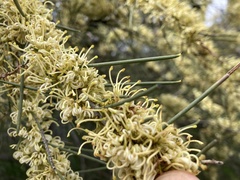 Hakea tephrosperma