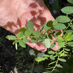 Phyllanthus caroliniensis