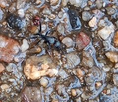 Camponotus aeneopilosus