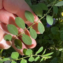 Phyllanthus caroliniensis