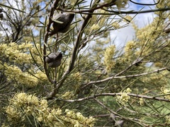 Hakea tephrosperma