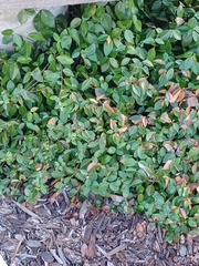 Trachelospermum asiaticum