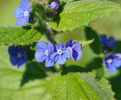 Pentaglottis sempervirens