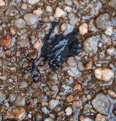 Camponotus aeneopilosus