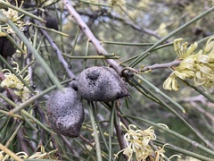 Hakea tephrosperma