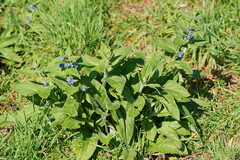 Pentaglottis sempervirens