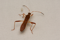 Megalotomus