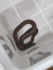 Pseudonaja textilis