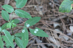 Anarsioses aberrans