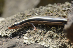 Plestiodon skiltonianus