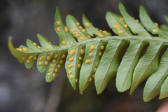 Polypodium hesperium