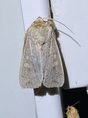 Leucania pseudargyria