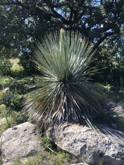 Dasylirion acrotrichum