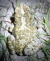 Incilius occidentalis