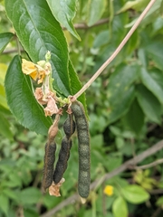 Vigna luteola